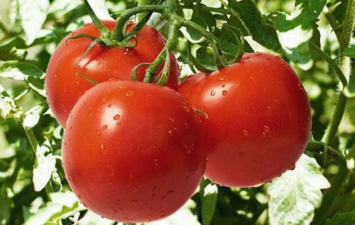 Tomaten