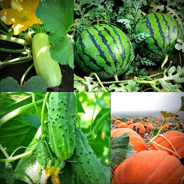 Watermeloen, courgette, pompoen, komkommer