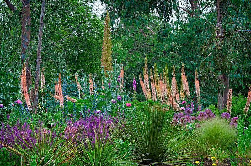 vanjska njega za eremurus