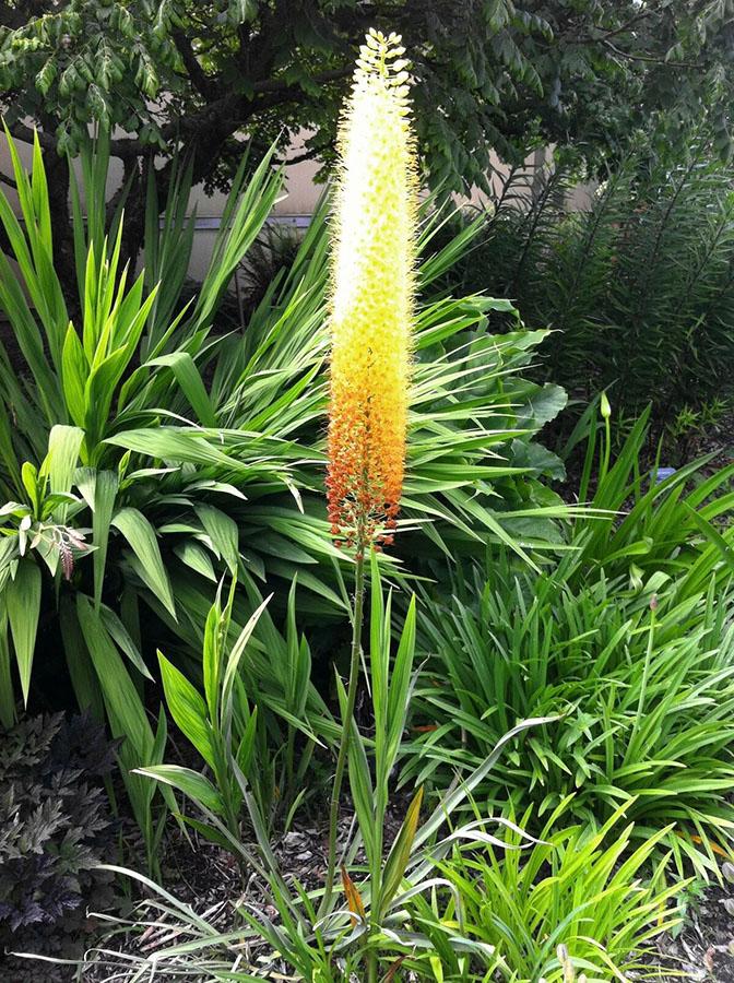 eremurus cvjeta