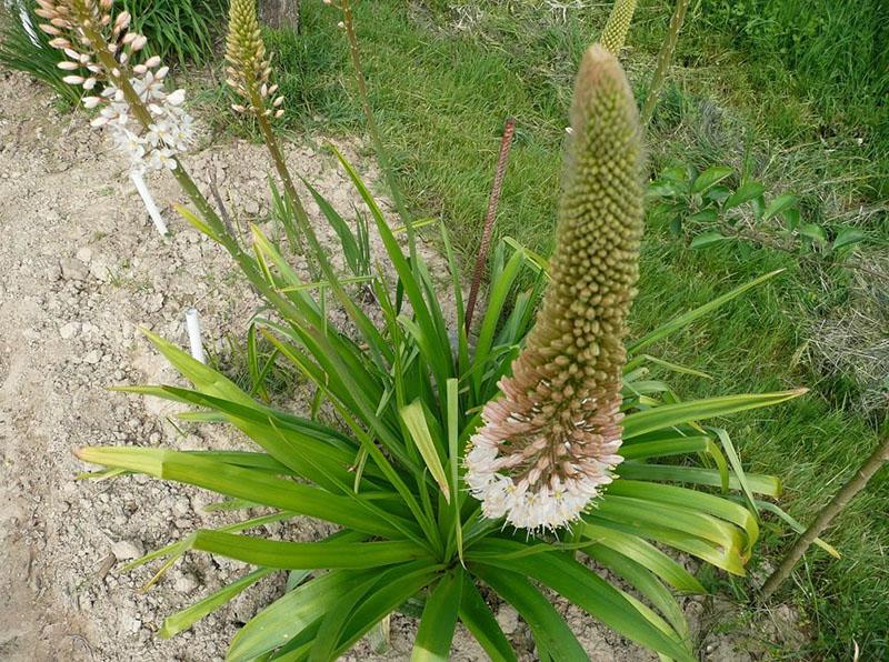 eremurus lišće