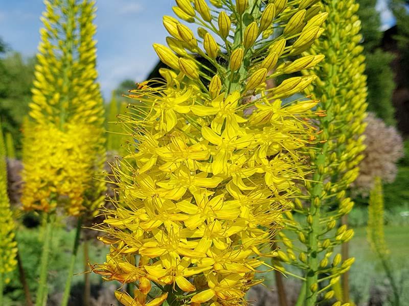 strukturne značajke eremurus cvata