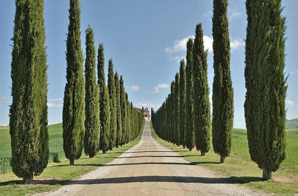 Cypress piramidaal of Italiaans