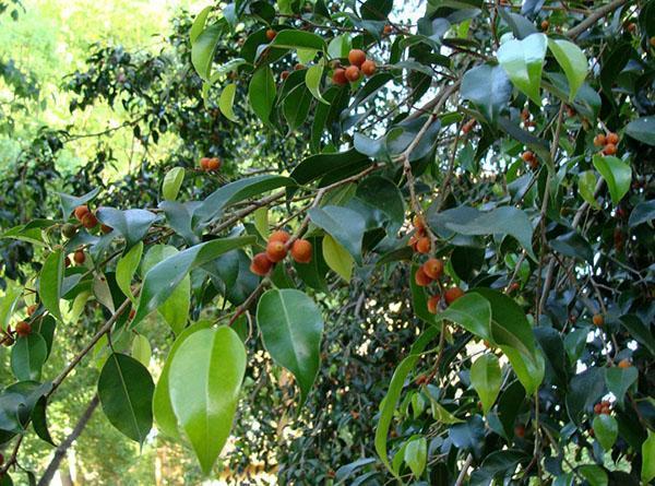 Ficus Benjamin u prirodi