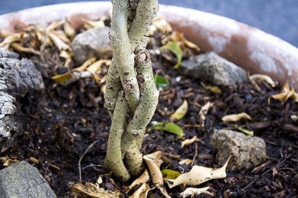 Tkanje kompozicije iz ficus stolova