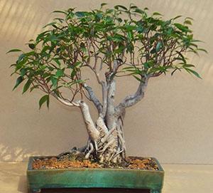 Benjamin Ficus Bonsai formacija