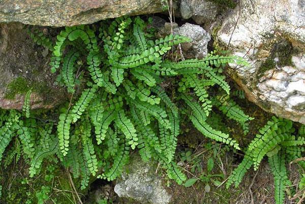 Asplenium in landschapsontwerp