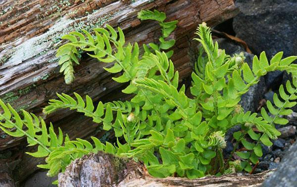 Ondermaatse woodsia