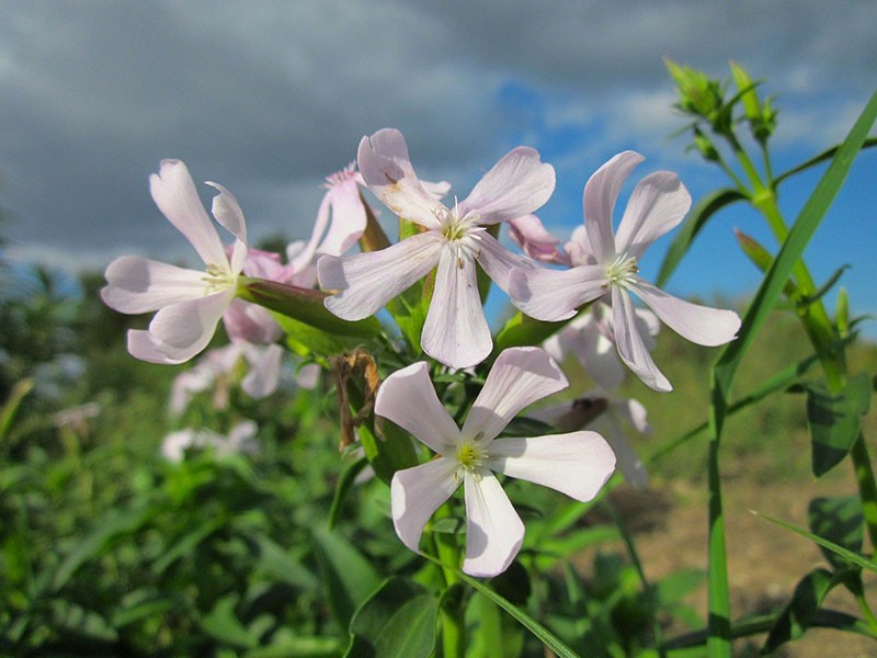 anjer plant