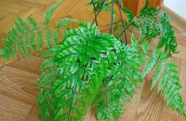 uiendragend asplenium