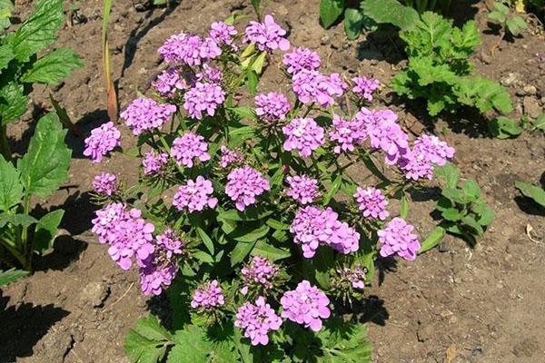 Iberis schermbloem uit de stek