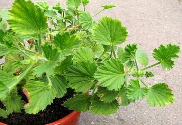 pelargonium bloeit niet