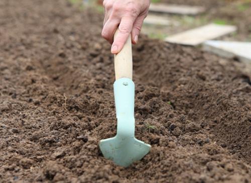 tuinbed voor radijs