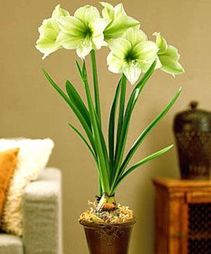 Geliefde hippeastrum bloeide