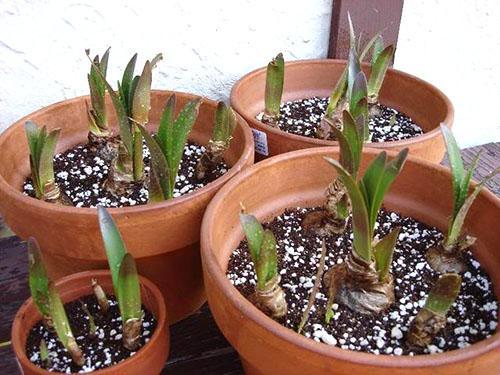 Hippeastrum laat de eerste bladeren los