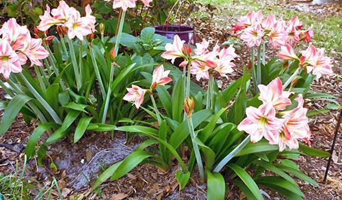 Hippeastrum bloeien in het bloembed