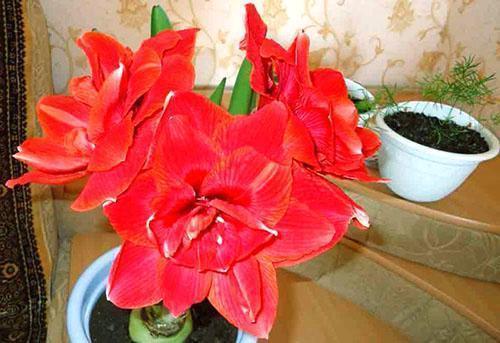 In de winter bevalt hippeastrum met een mooie bloeiwijze