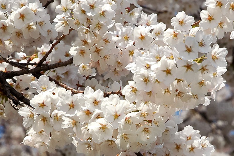 sakura tai haku