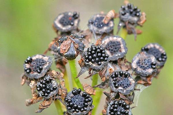 Rijpende Venus Flytrap Fruit