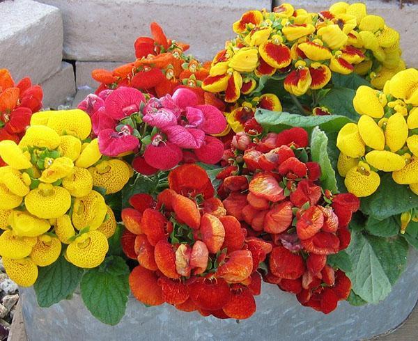 Bonte calceolaria bloemen