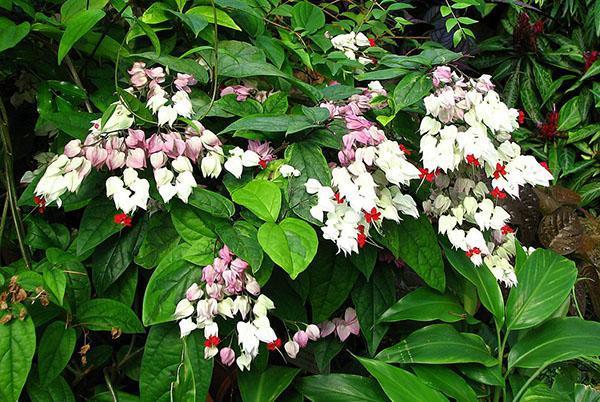 Clerodendrum thomsoniae