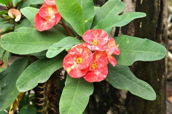 Euphorbia Mila of Euphorbia milii