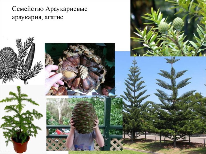 obitelj araucariaceae