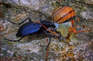 Handige insecten voor de tuin