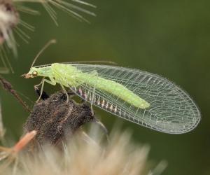 Wat zijn enkele nuttige insecten voor de tuin?