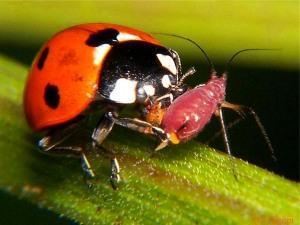 Handige site- en moestuininsecten