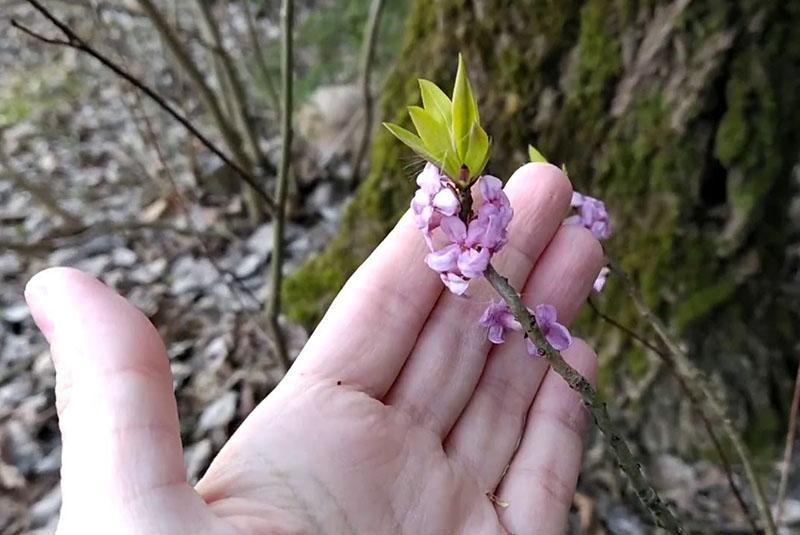 wolf bast bloemen voor afkooksel