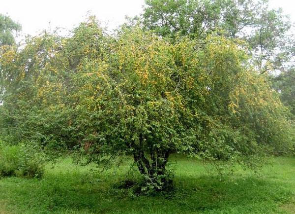 kersenpruim in de tuin