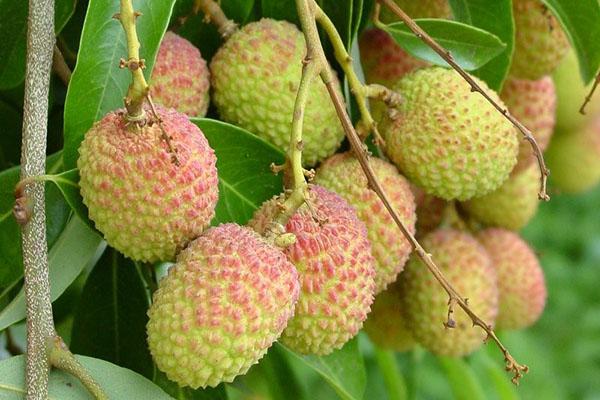 lychee vruchten rijpen