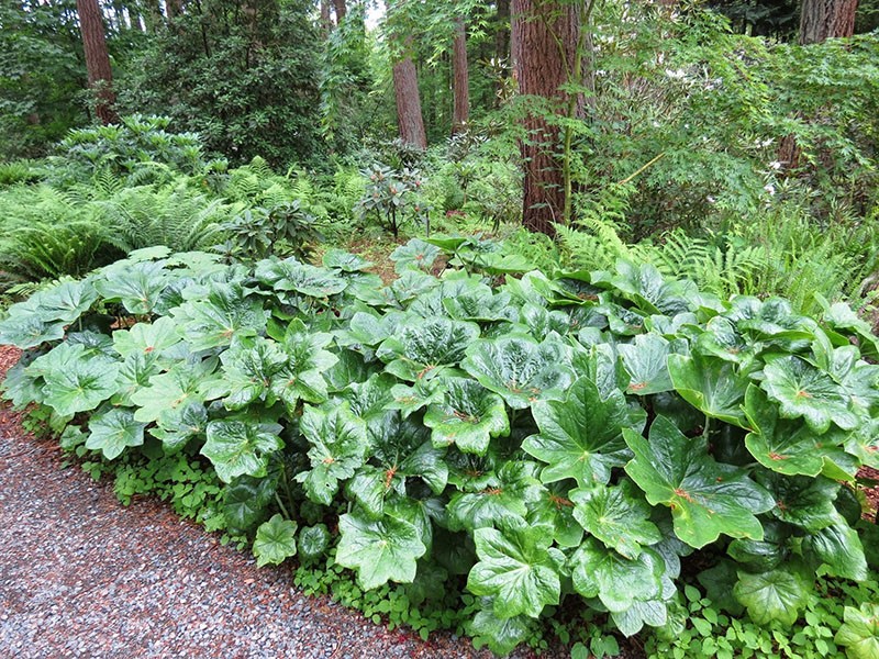 sadnja podophyllum