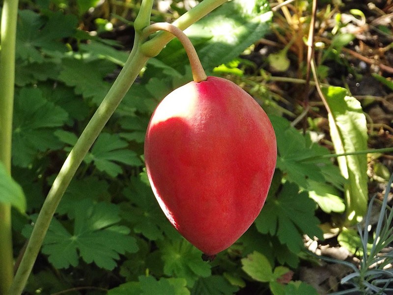 biljka podophyllum Emoda