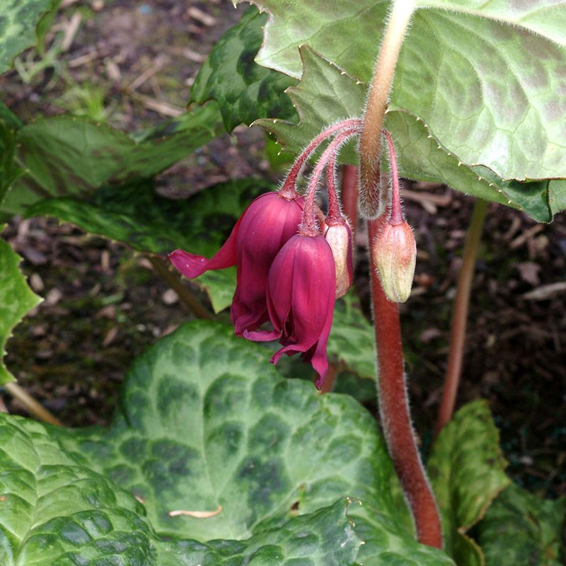 podophyllus pjegava točkasta