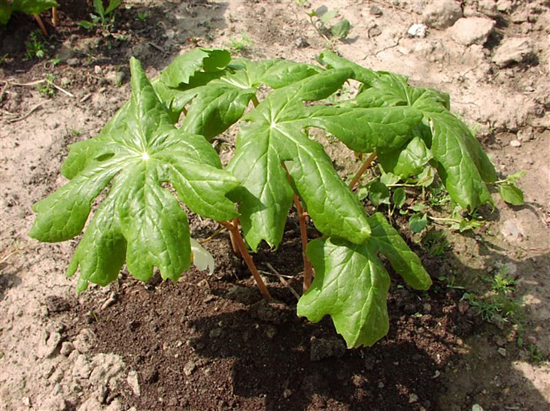 rastući podophyllum