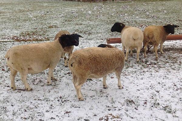 Dorper schapen in de winter