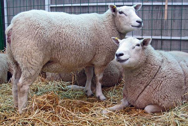 Texelse schapen op de tentoonstelling