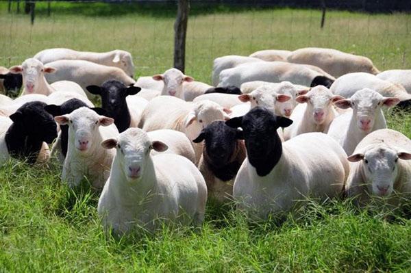 Aantal schapen in de wei