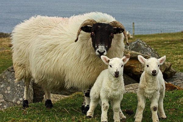 Schapen met lammetjes