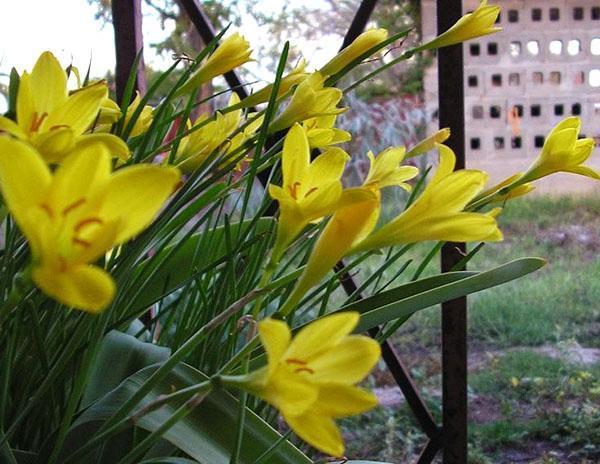 Zephyranthes cvjeta