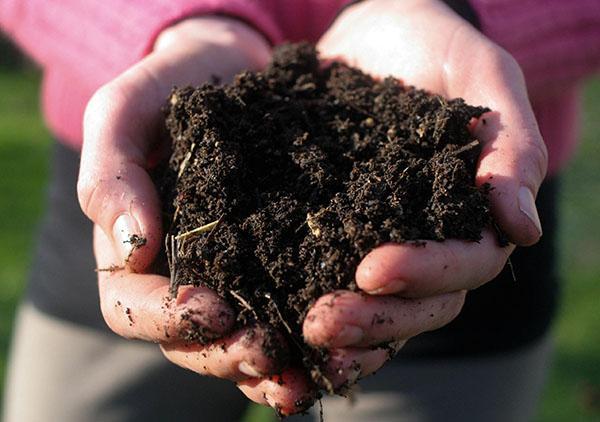 voedingsbodem voor teunisbloem