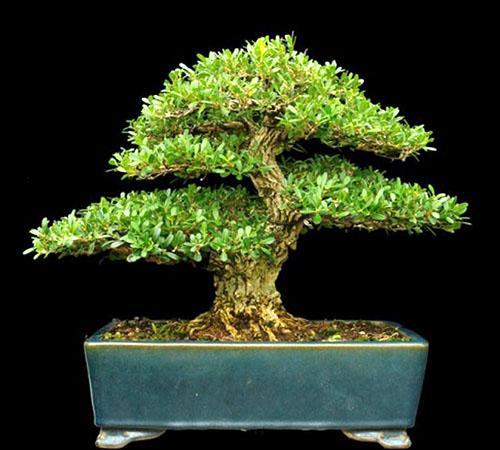 Buxus is de perfecte plant voor bonsai