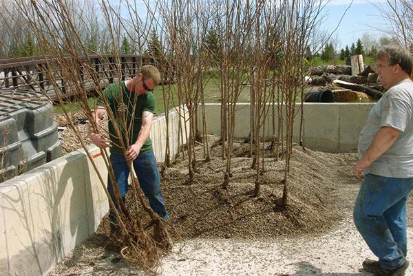 Zaailingen voorbereiden om te planten