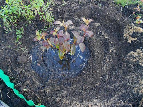 Weigels planten en water geven