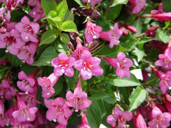 weigela bloeit rijkelijk