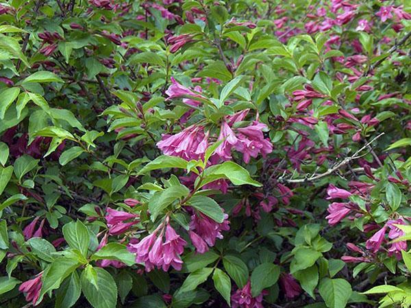 volwassen weigela-struik