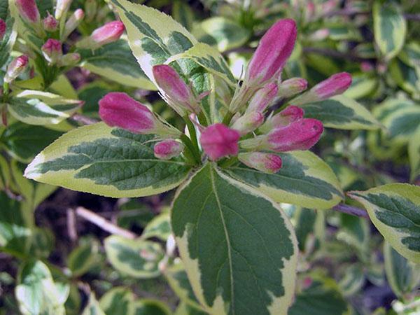 bonte weigela