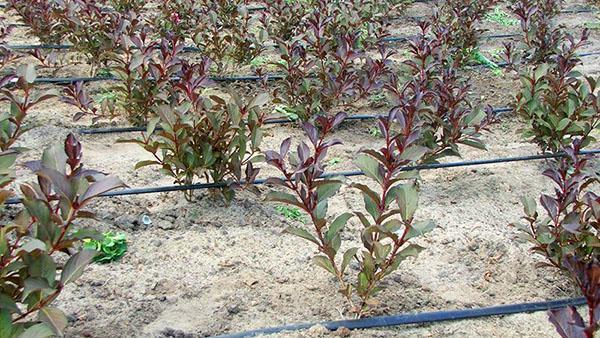 weigela zaailingen in de kwekerij